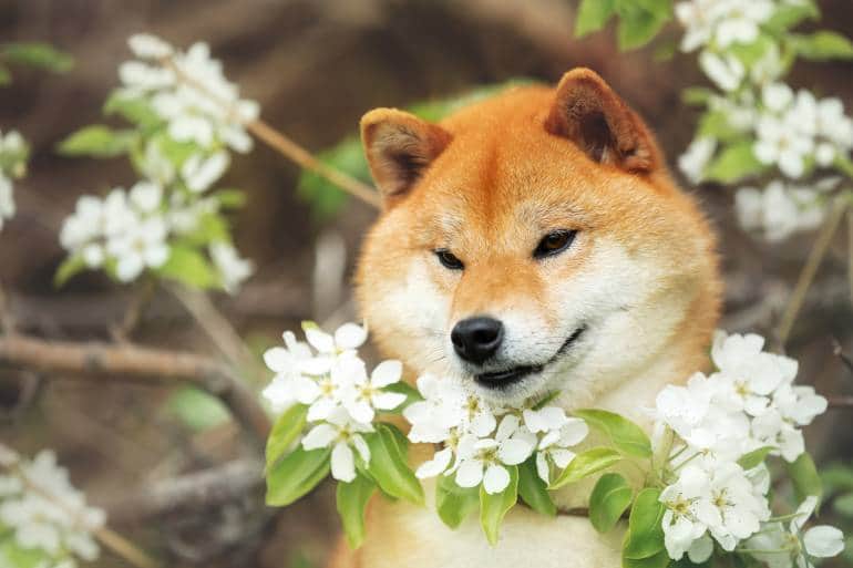 files/shiba-inu-flowers-iStock-1322160159-770x513.jpg